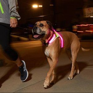 Nox Gear Light Hound Illuminated Dog Harness - NWT